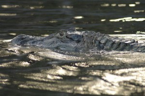 essequibo river tour